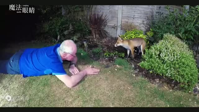 This man made friend with wild wolf