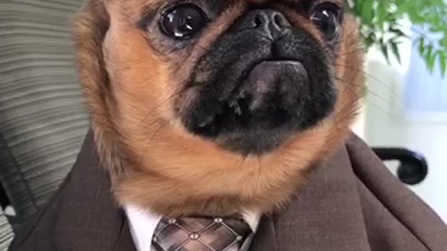 Just A Dog In A Suit