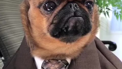 Just A Dog In A Suit