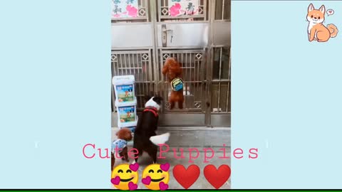 Cute and funny Puppies doing Tricks😂❤️ Super Amazing