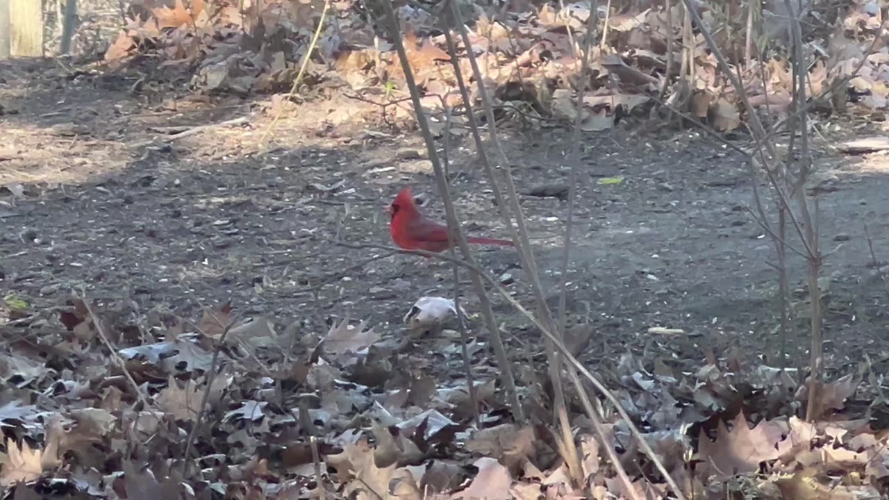 Male Cardinal strutting his stuff 😍😊