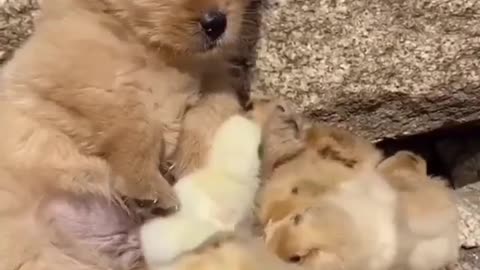 Very cool cool duck baby