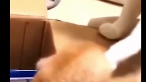 🐈 cat funny Moments 😂