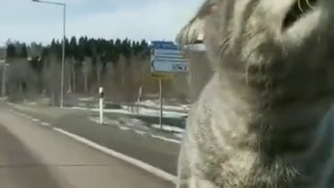 Cat like to sit on dashboard when im drive