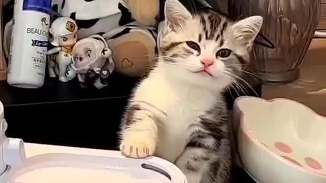 Cute cat