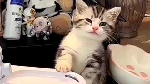 Cute cat