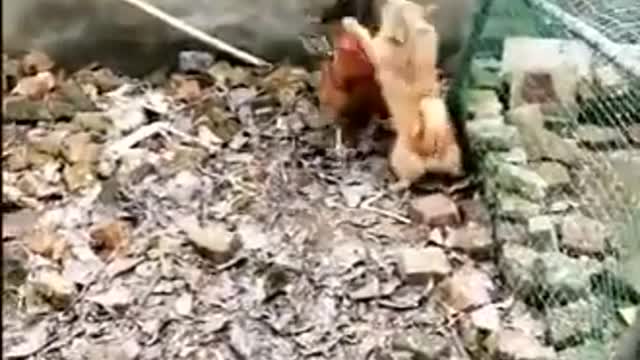 Dog bully the Rooster or Rooster bully the Dog?