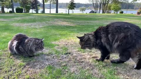 Thrilling! A snake attacking two big cats