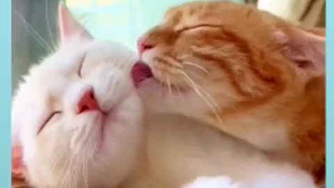 Cat cute