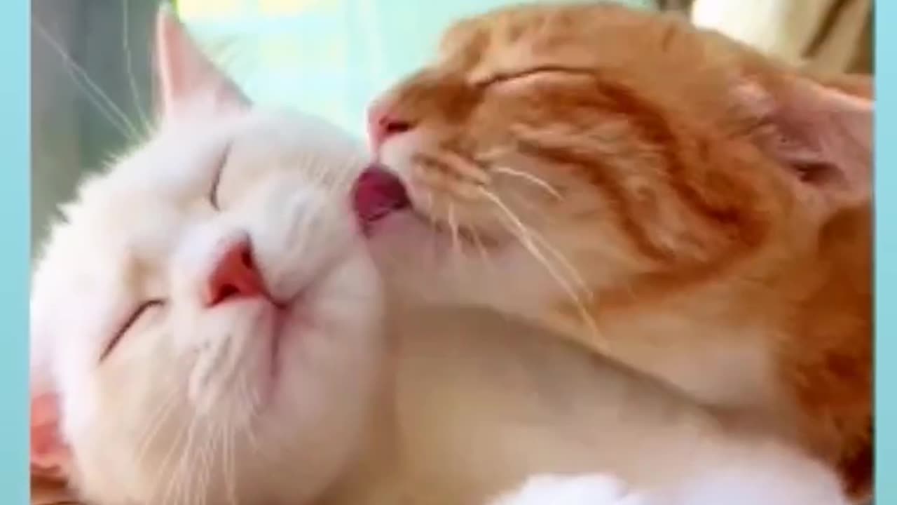 Cat cute