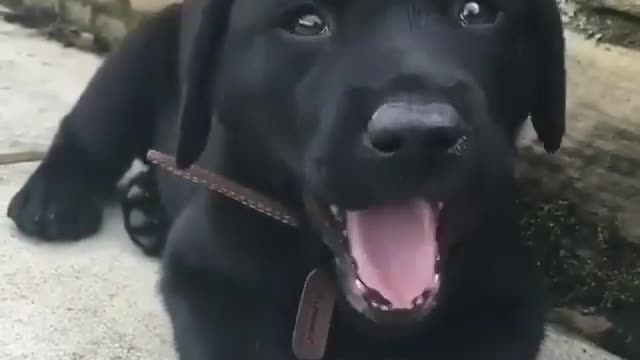 The dog is mine