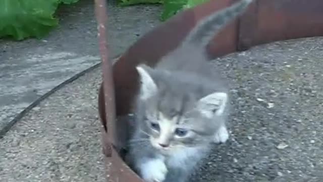 Kittens being kittens