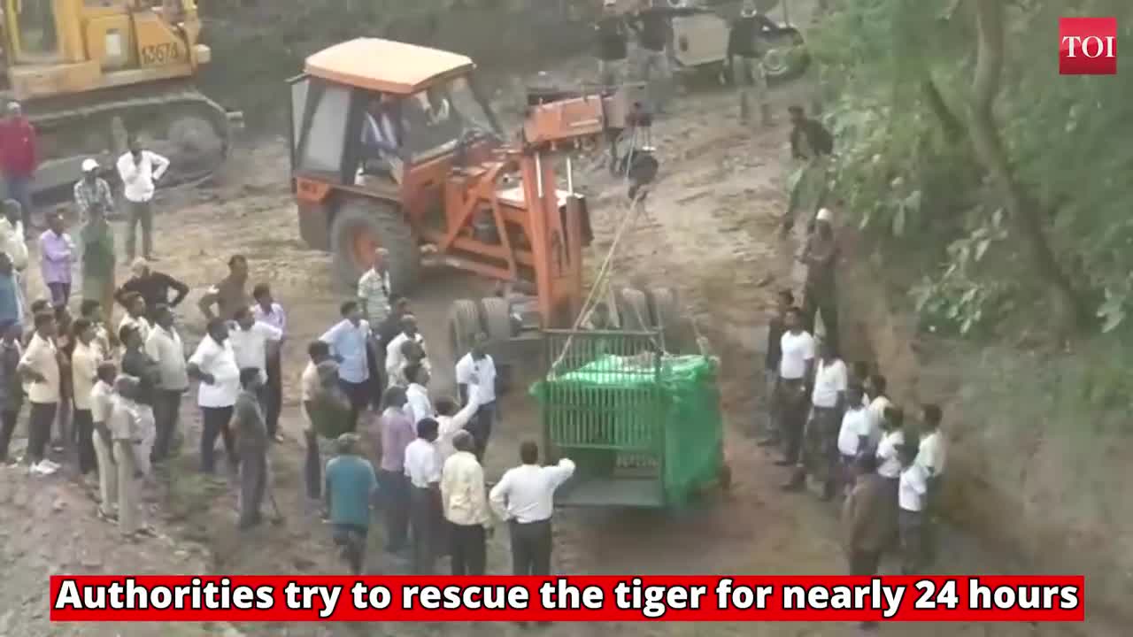 Tiger gets stuck in river bed