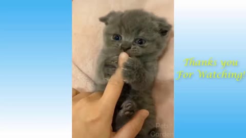 Funny Cute Animal - Mademyday