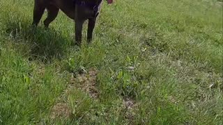 Tucker Carlson Takes A Walk with Claire Bear 🐻