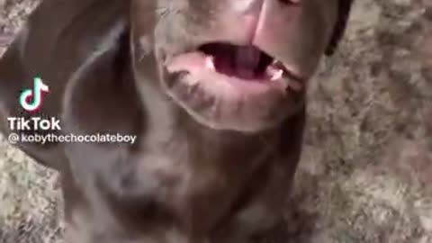 Funny animal videos