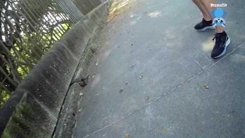 Juvenile flying-fox arrives at the Shoalhaven this is Wild Oats