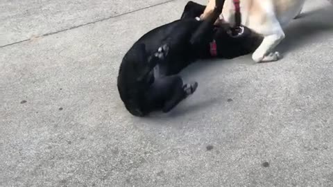 Tan dog and black dog play fighting