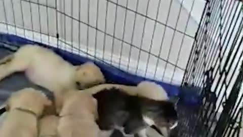 Funny video cat vs dog