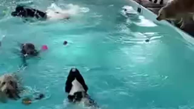 Dogs love to soak in the water on hot summer days