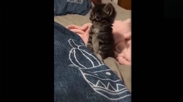 Funny animals [] Try not to laugh compilation 56