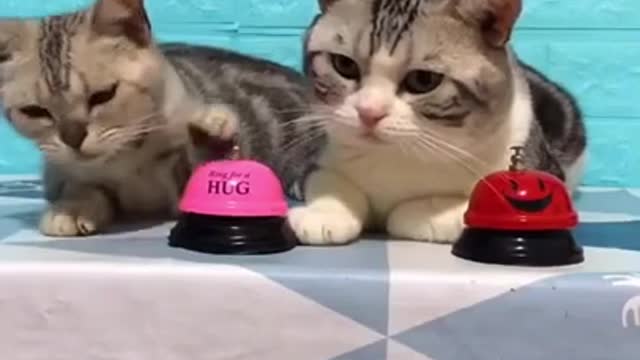 Cute cat funny cat || eating food comedy videos