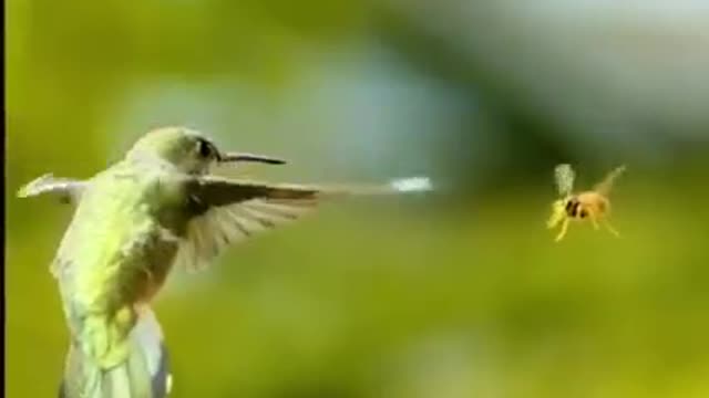 Hummingbird versus wasp. This whole clip 2/10 of a second! Super slow motion.