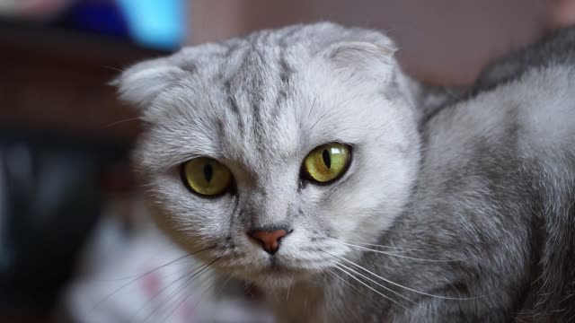 The look of this kitten will hypnotize you - Funny cats