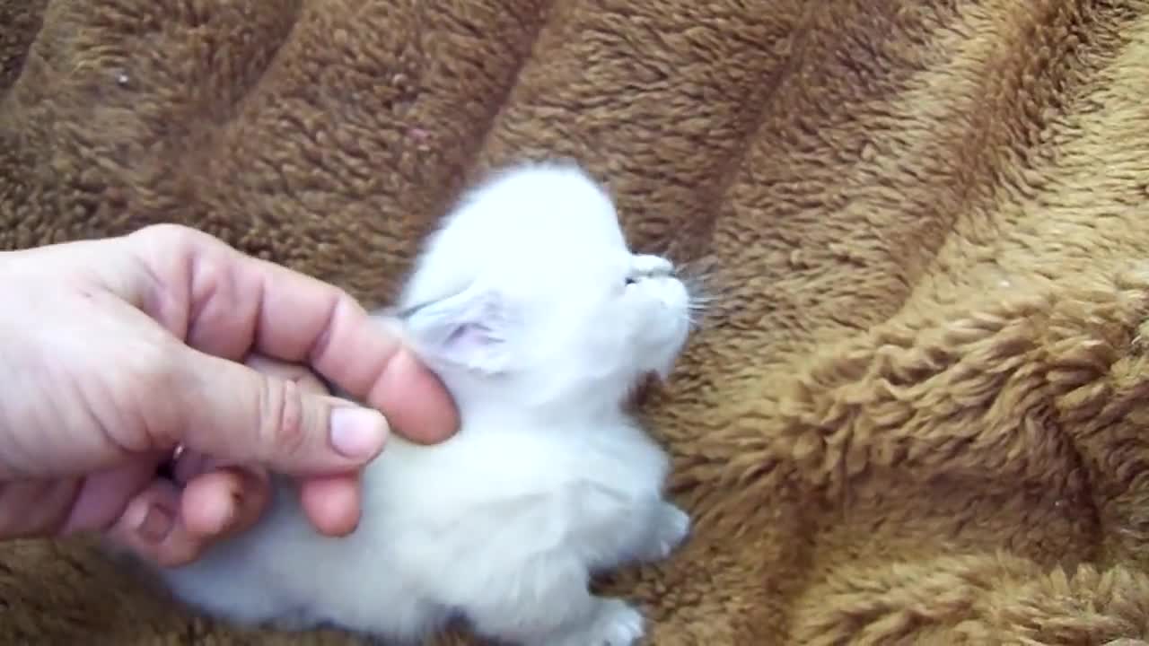 Cat's kitten Munchkin Manx Himalayan Snowshoe justaMoment