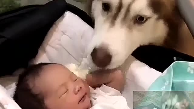 The dog looks after the child