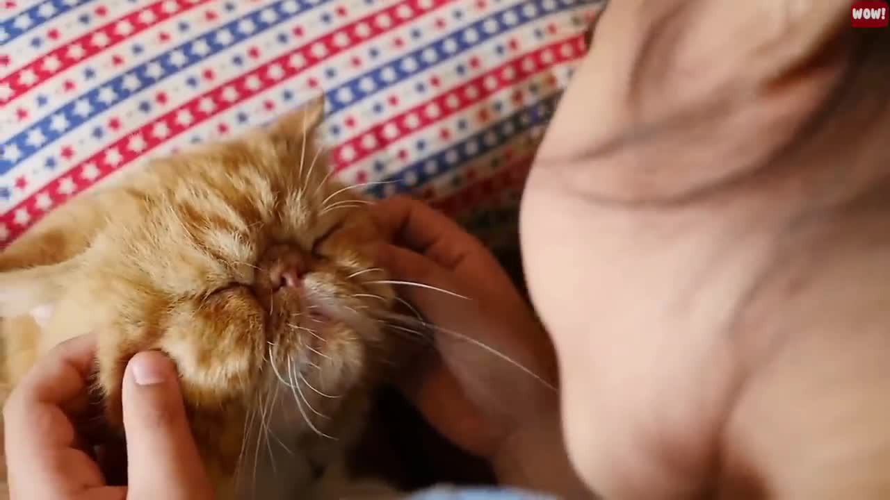 10 ways to train a cat to like you