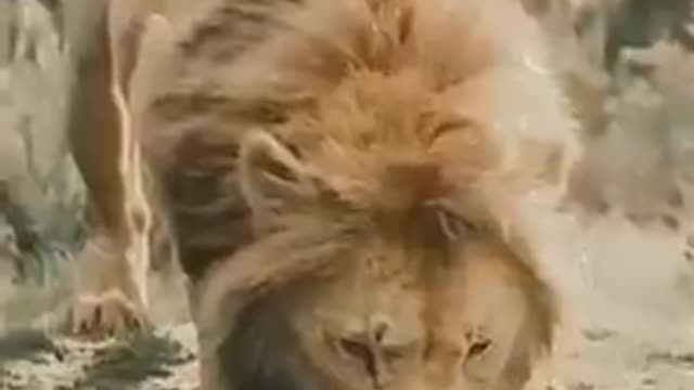Lon is the king of the jungle