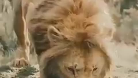 Lon is the king of the jungle