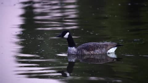 Oakbank Pond