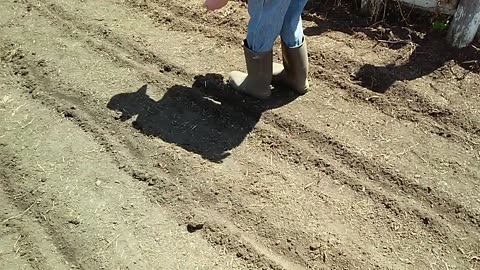 Planting the Bloody Butcher dent corn.