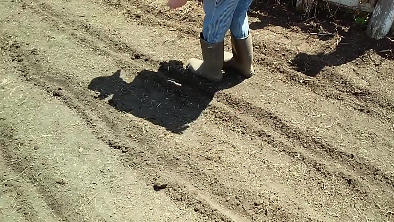 Planting the Bloody Butcher dent corn.