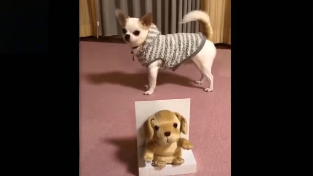 Cute And Funny Pets | Try Not To Laugh To These Pets Compilation 7💗 Cutest Lands