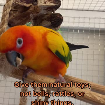 How to stop your bird from being hormonal
