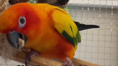 How to stop your bird from being hormonal