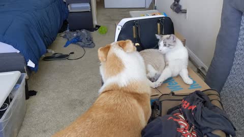 the dog try to eat the cat but he want to play