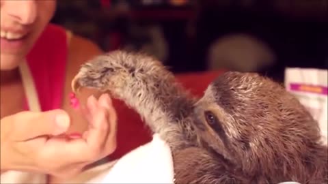 Baby Sloths Being Sloths FUNNIEST Compilation Videos