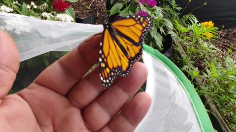 Monarch Butterfly Release