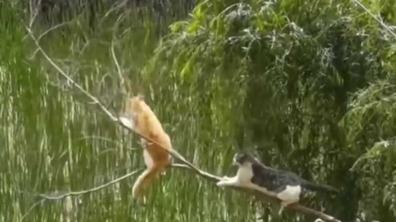 The end ❤️🐱😍funny #pet #animals #funnyanimals #fyp #funnycat # #🤣🤣🤣