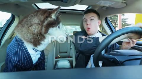 can i drive wuff wuff