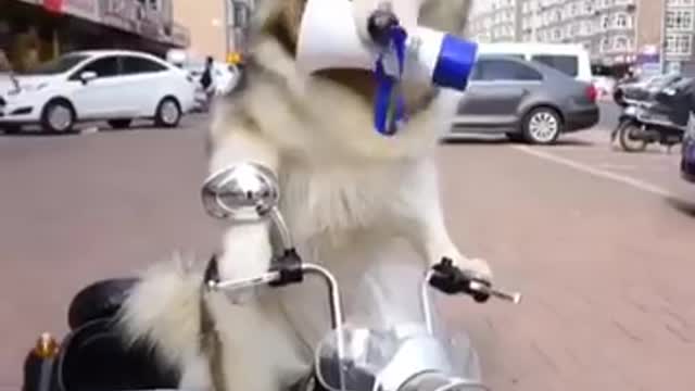 Funny And Cute Husky Puppies Compilation #11 Adorable Husky Puppy