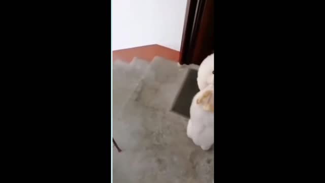 Dog walking with 2 feet