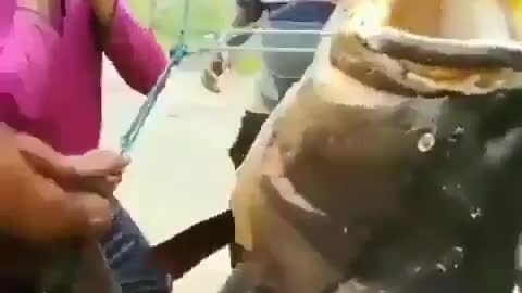 This is a beautiful and charming water-dwelling species