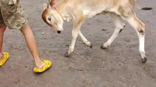 #funny #cute ❤ #dogs 🐶 and #monkeys 🐒 part 5