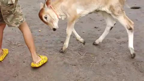 #funny #cute ❤ #dogs 🐶 and #monkeys 🐒 part 5