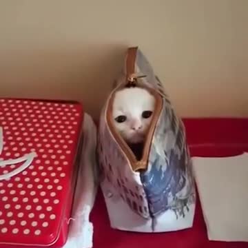 Unexpected cuteness in your purse